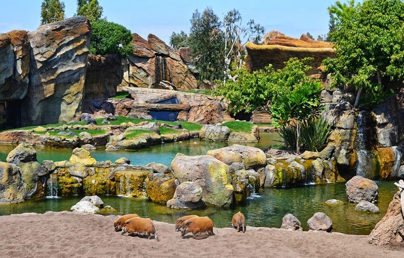 que-ver-en-bioparc-valencia-destacada