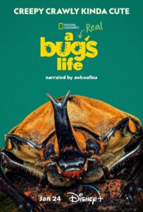 a_real_bug_s_life-816588374-large