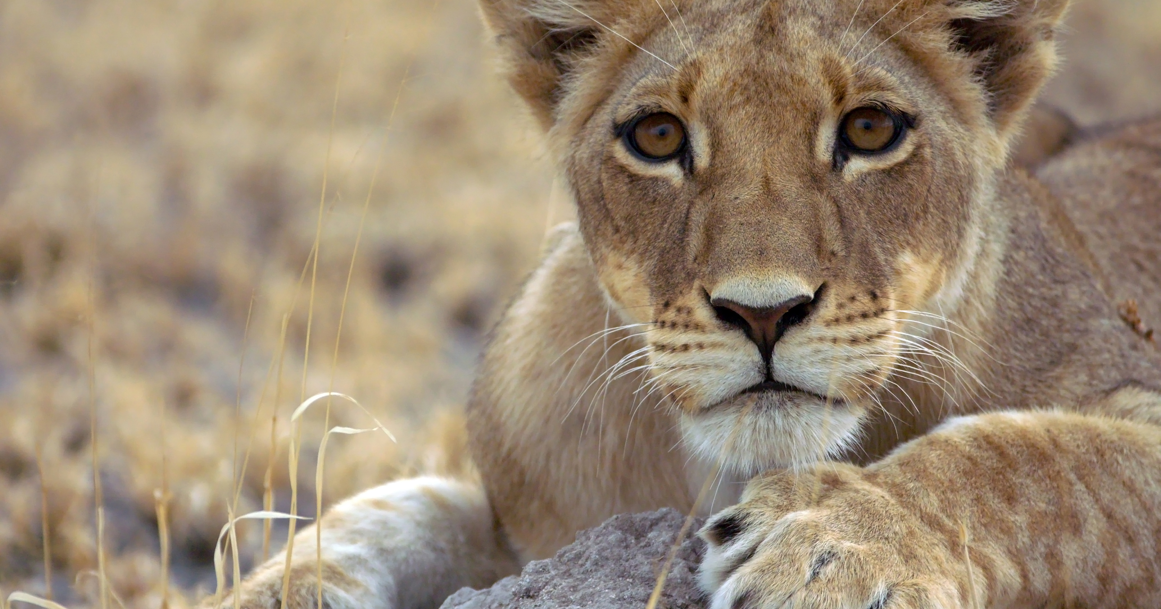 Nat Geo Wild alerta sobre el peligro de extinción de los felinos en 'Big  Cat Month' - Cine y Tele